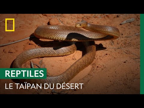 Vidéo: Les serpents Taipan sont-ils dangereux ?