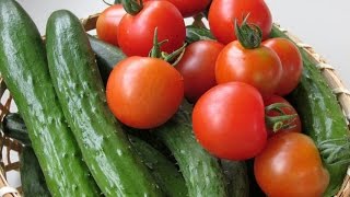 きゅうりの丸かじり、ミニトマトの咀嚼音♪【ASMR，音フェチ，whisper】