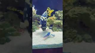 Kerevi̇t Vs Bumblebee Tek Lokma Kerevi̇t