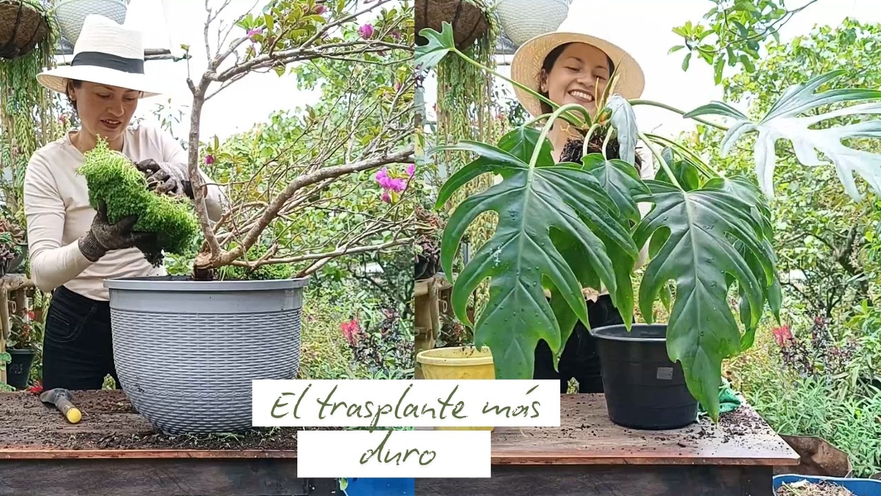 Renovando las plantas mas grandes del jardín, Trabajo duro | Jardín Diaz