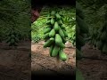 É por isso que dizem que a agricultura do Brasil está 60 anos atrasados comparado a China