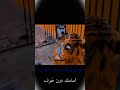 مهما بلغت قوتك سوف تجدناء امامك دون خوف اكسبلور لايك اشتراك بالقناة متابعه