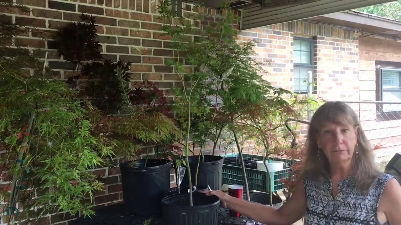 Third Thursday: Grafting Japanese Maples