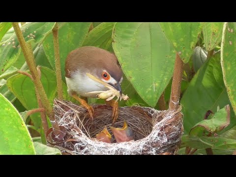 Video Đi Tìm Tổ Chim Và Quay Chim Họa Mi Mắt Vàng Bố, Mẹ Cho... - youtube