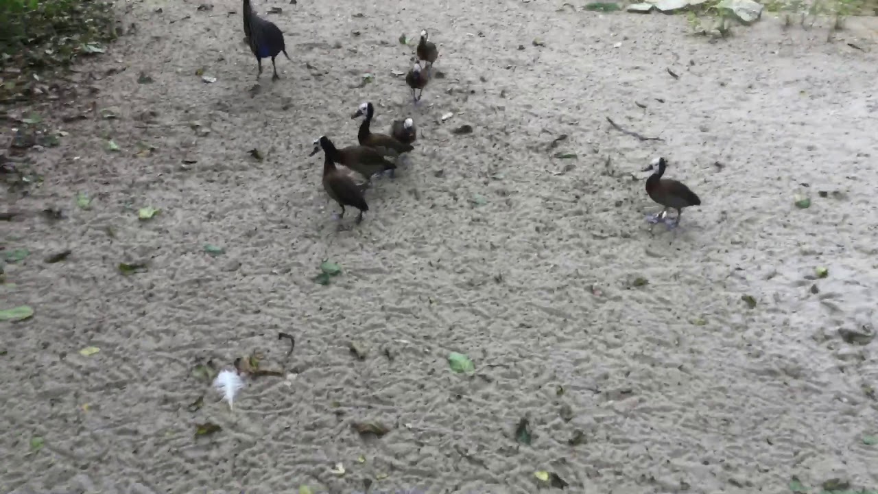 White-Faced Whistling Ducks making their calls!
