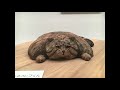 はしもとみお 木彫り動物の世界 を見てきました 新見美術館 202008 wood carving