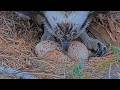 Iris The Osprey Rolls Her Three Eggs At Hellgate Nest | May 15, 2026