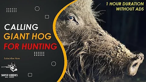 100% DEFINITELY COMING - MP3 SOUND CALLING WILDBOAR AND HOG FOR HUNT