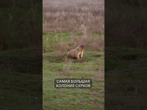 Знакомьтесь: Самая большая колония сурков-байбаков в Татарстане