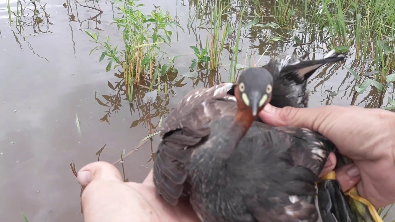 Bẫy Chim Đêm Mùa Mưa khởi động bẫy chim mùa nước nỗi