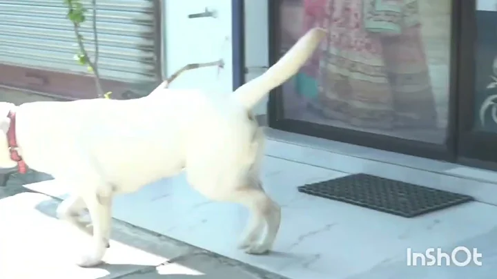 Mr Oscar sniffing test #labrador #sniffer training#police dog