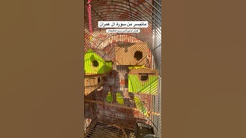 #سورة_آل_عمران #قرآن #العراق #اليمن #السعودية #ترند #طيور #البادجي #quran #birds #budgies #america