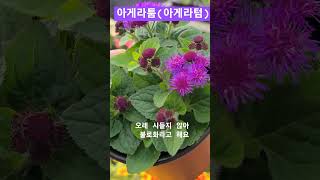#은혜화훼판매장 #아게라툼#아게라텀
