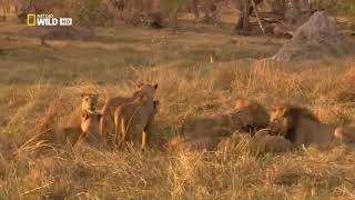 The jungle survival of Lion Brotherhood - National Geographic Documentary