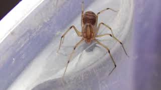 Spitting spider 🕷 Scytodidae 🕸