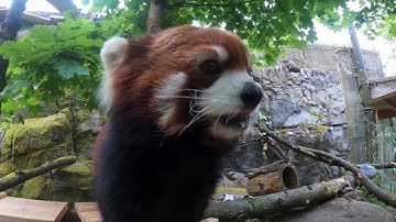 Red Panda Moshu Hunts For Crunchy Snacks