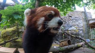 Red Panda Moshu Hunts For Crunchy Snacks