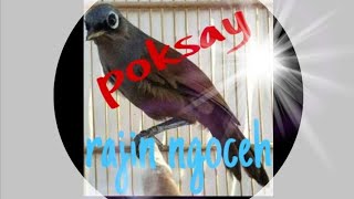 Download Lagu BURUNG POKSAY MANTEL GACOR MP3