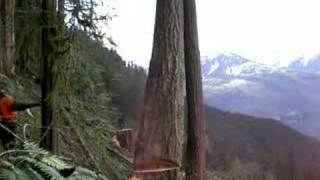 A West Coast Faller