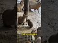 capybara 卡皮巴拉 水豚在雨裡跑著玩 #水豚 #水豚君 #卡皮巴拉 #呆萌 #cute #可愛い #萌寵 #療癒 #short