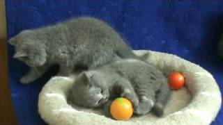 Британские котята в играх. Питомник Silvery Snow Британские котята в играх. Питомник Silvery Snow