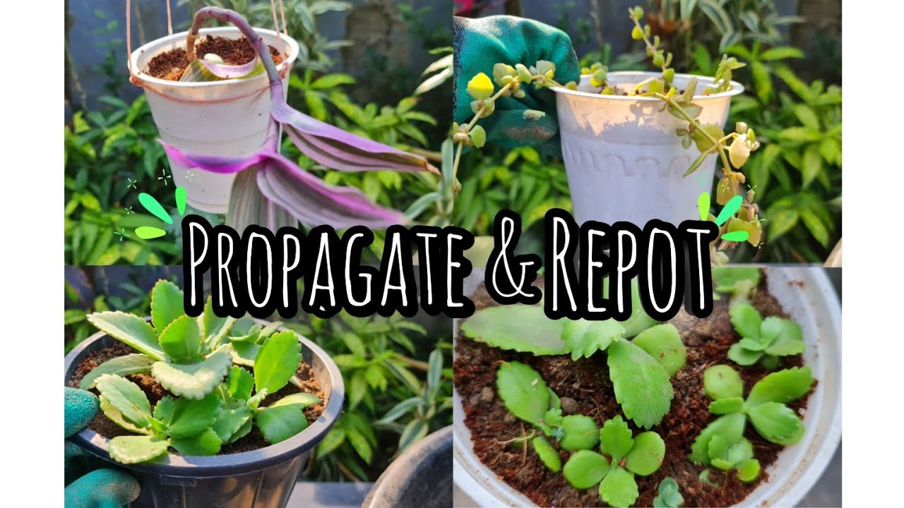 Tradescantia.. Strings of Nickels.. kalanchoe Repotting & Propagating