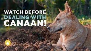 Canaan Dog Temperament: Should You Get One?