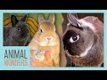 Our Rabbits: Head Tilt, Companionship, and More