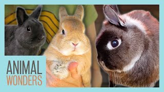 Our Rabbits: Head Tilt, Companionship, and More