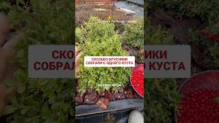 #питомникрастений #огород #брусника #урожай