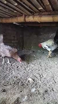 proses perkawinan #chicken #ternak #ayam #farming #love #poultry # ...