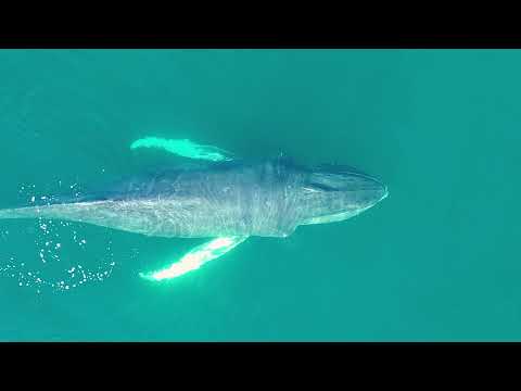 Whale watching in Shetland