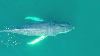 Whale watching in Shetland