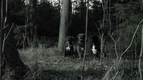 Donots - Stop the Clocks (Official Video)