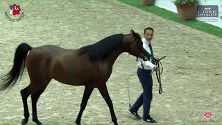 N 228 S S Mahjub Sharjah International Arabian Horse Festival 2023 Stallions 4 To 6 Yrs Old Se