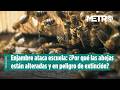 Enjambre ataca escuela: ¿Por qué las abejas están alteradas y en peligro de extinción?