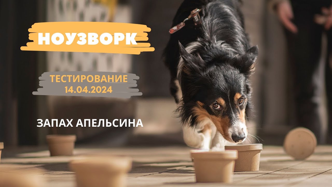 НОУЗВОРК для собак / Тестирование: запах апельсина 14.04.2024 - YouTube