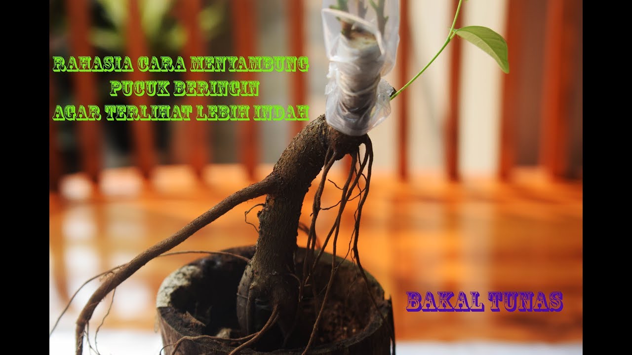 Tips Cara Agar Bonsai Kelapa Bercabang Dua Youtube