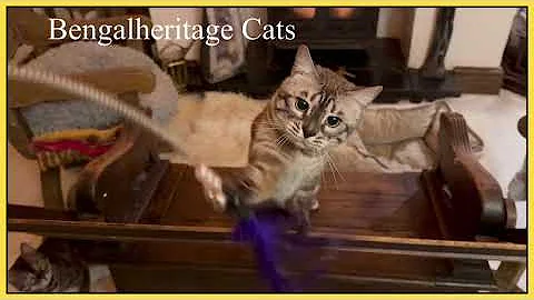 Watch the video about Snow Mink Charcoal Bengal Cat | Bengalheritage Cats