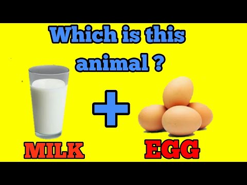 Which animal gives both egg and milk|must watch|Mr. Ad - YouTube