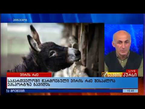 ქართული ვირის რძე შესაძლოა ექსპორტზე გავიდეს