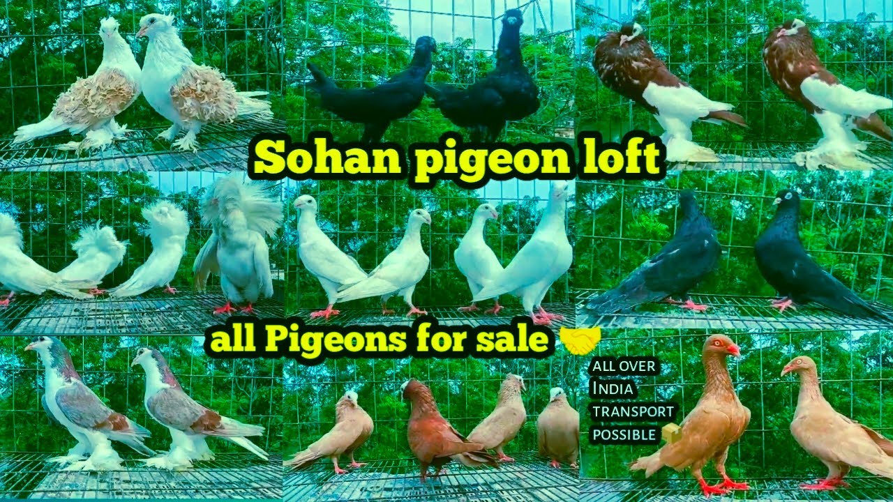 Fancy pigeon farm ki sale video all pigeons sale low price 🤝💥/