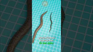 Yaşamış En Devasa Yılan 🐍🌍📏