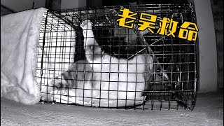 [CC SUB] Cat fell into a trap because of gluttony and was so angry that he beat the iron cage.