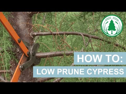 How To: Low Prune Cypress