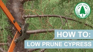 How To: Low Prune Cypress