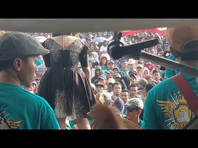 New pallapa tour terakhir setelah h+2 keliling kota wiwik sagita cover malang class=