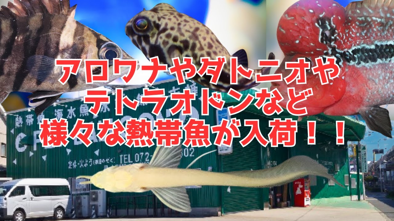 関西最大級のアクアリウムショップでアルビノシルバーアロワナや