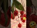 #lycheelover #lycheefruit #youtubepost #shortstube #youtubeshortsviral😋😋😋