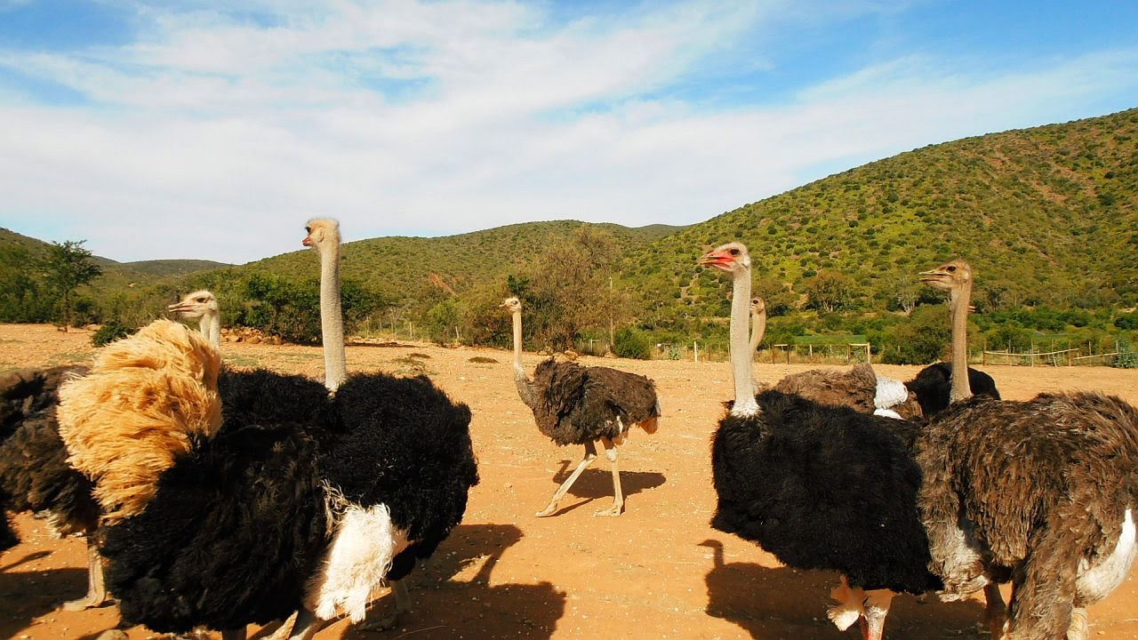 Holidays on the Ostrich Farm Oudtshoorn, Southafrica YouTube